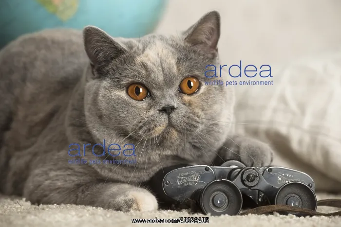  : Grey British cat indoors