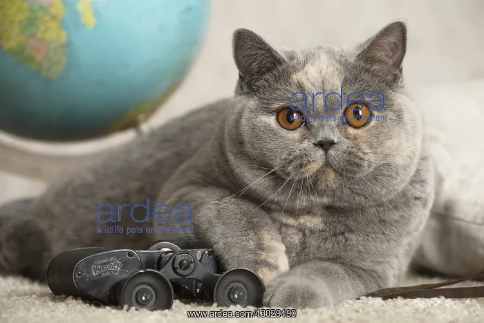  : Grey British cat indoors