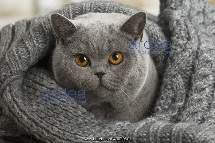  : Grey British cat indoors