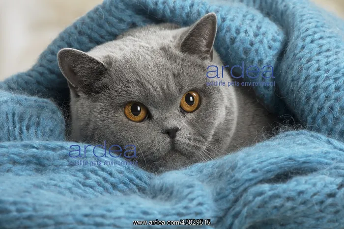  : Grey British cat indoors