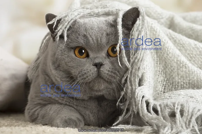  : Grey British cat indoors