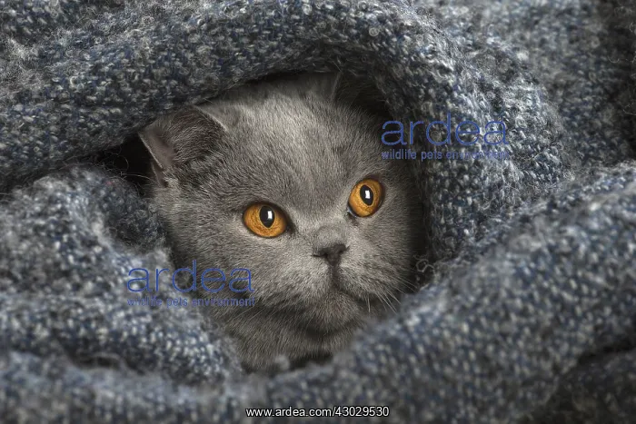  : Grey British cat indoors