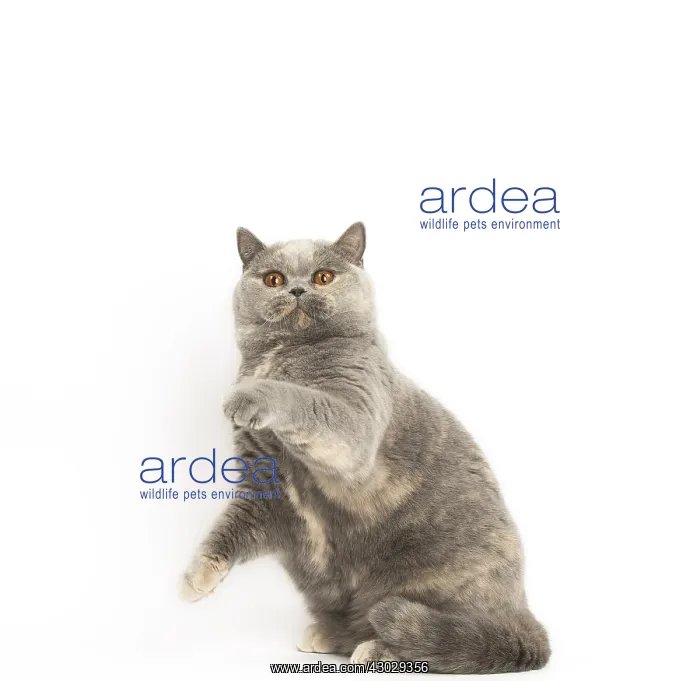  : Grey British cat in the studio