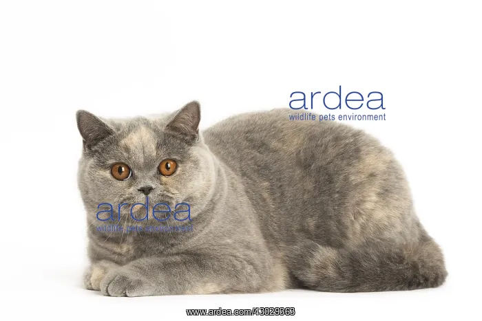  : Grey British cat in the studio