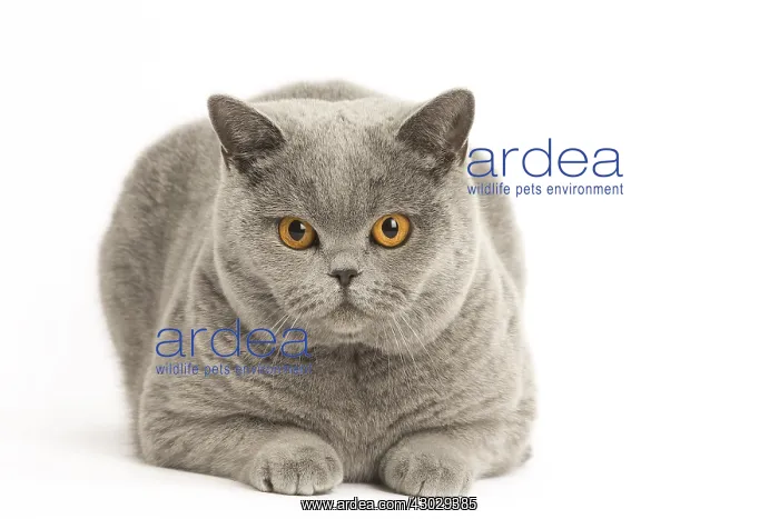  : Grey British cat in the studio