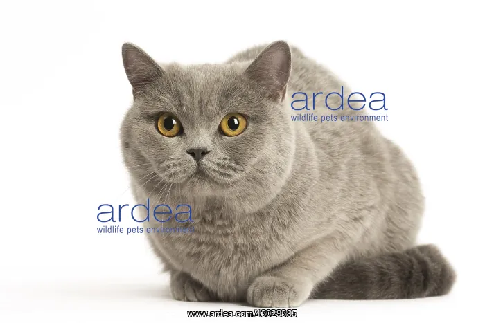  : Grey British cat in the studio