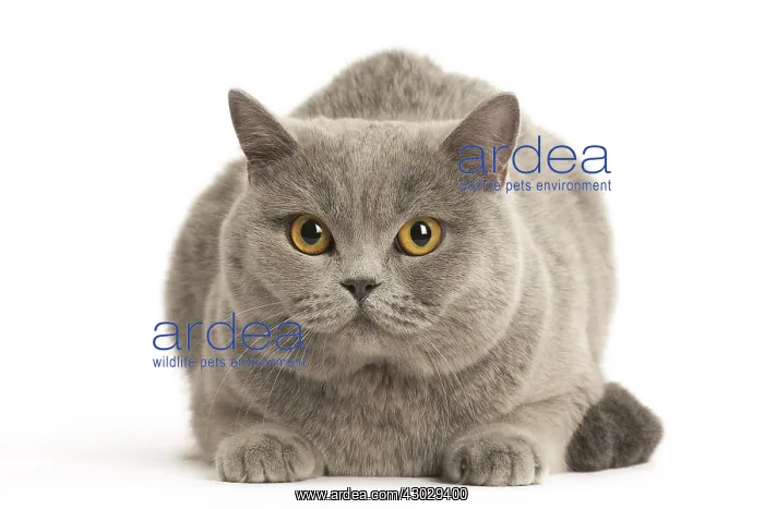  : Grey British cat in the studio