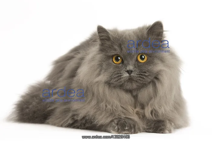  : Grey British Longhair cat indoors