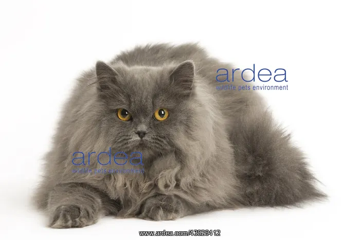  : Grey British Longhair cat indoors