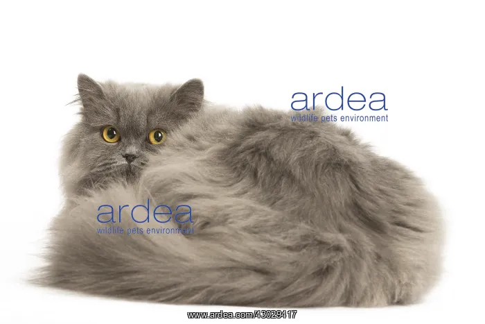  : Grey British Longhair cat indoors