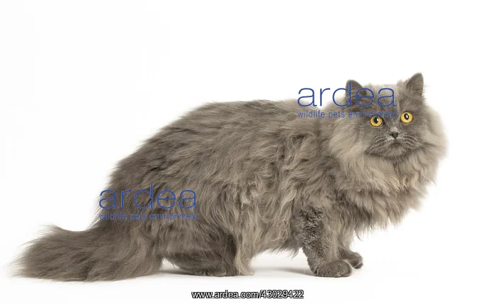 : Grey British Longhair cat indoors