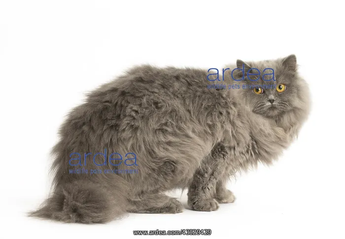  : Grey British Longhair cat indoors