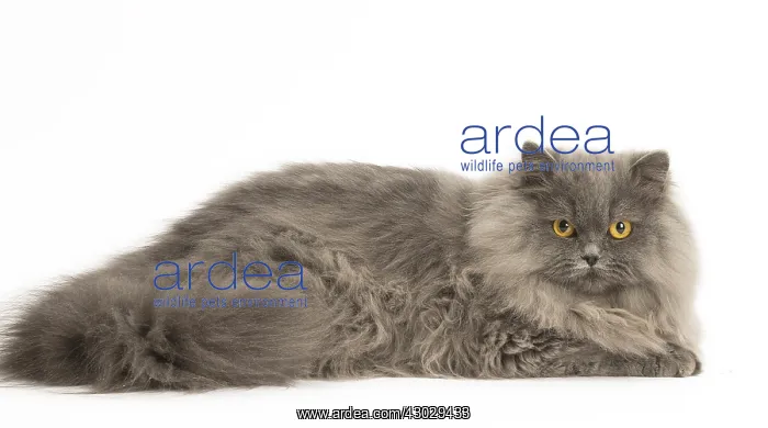  : Grey British Longhair cat indoors