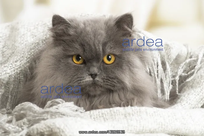  : Grey British Longhair cat indoors