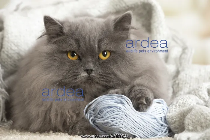  : Grey British Longhair cat indoors