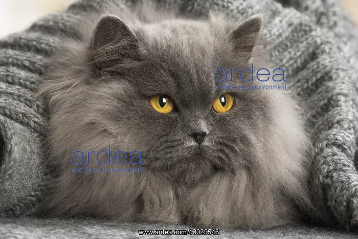  : Grey British Longhair cat indoors