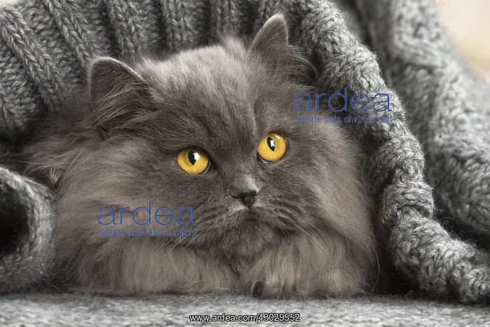  : Grey British Longhair cat indoors