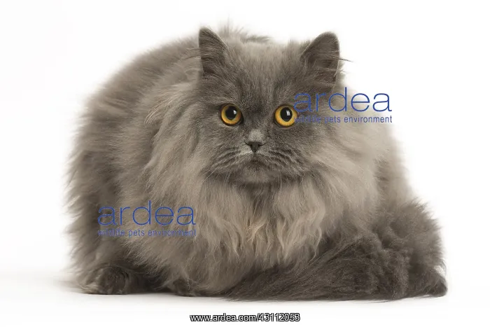  : Grey British Longhair cat indoors