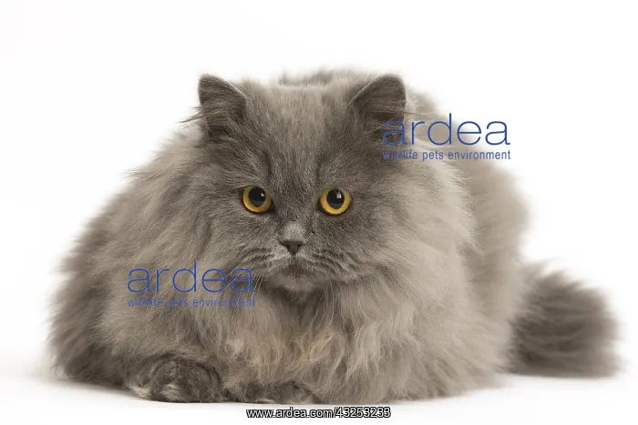  : Grey British Longhair cat indoors