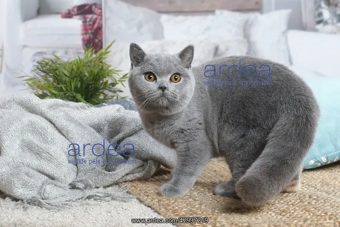 : Grey British Shorthair cat indoors in the living room : Grey British Shorthair cat indoors in the living room