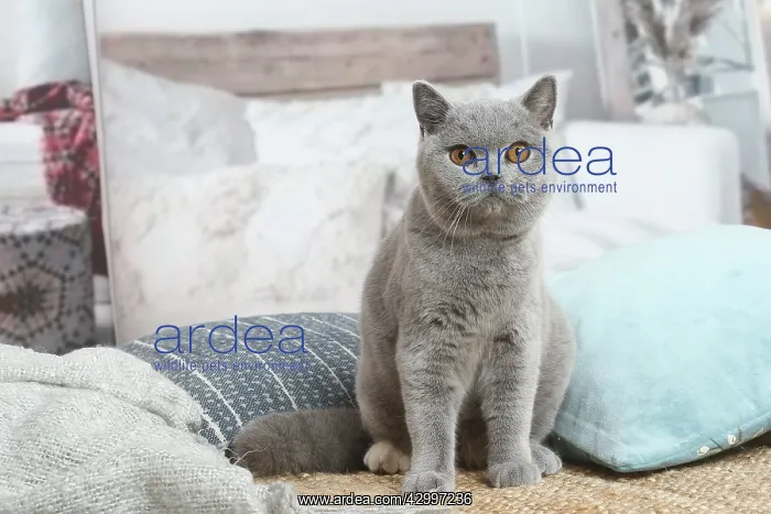 : Grey British Shorthair cat indoors in the living room : Grey British Shorthair cat indoors in the living room