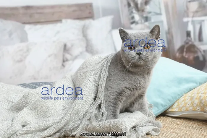 : Grey British Shorthair cat indoors in the living room : Grey British Shorthair cat indoors in the living room