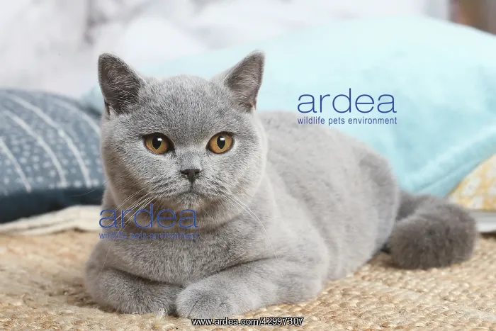 : Grey British Shorthair cat indoors in the living room : Grey British Shorthair cat indoors in the living room