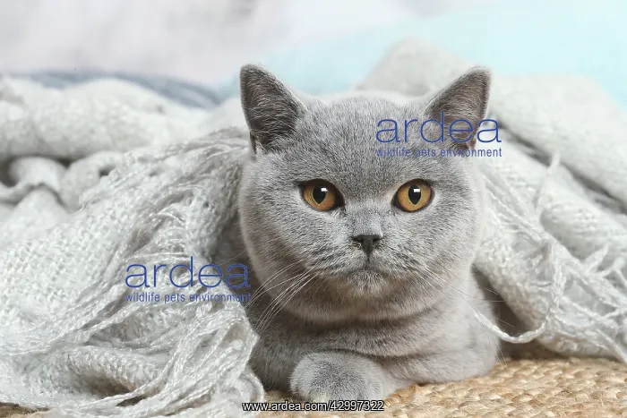 : Grey British Shorthair cat indoors in the living room : Grey British Shorthair cat indoors in the living room