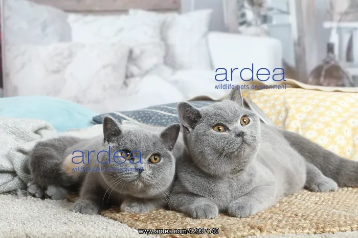 : Grey British Shorthair cats indoors in the living room : Grey British Shorthair cats indoors in the living room