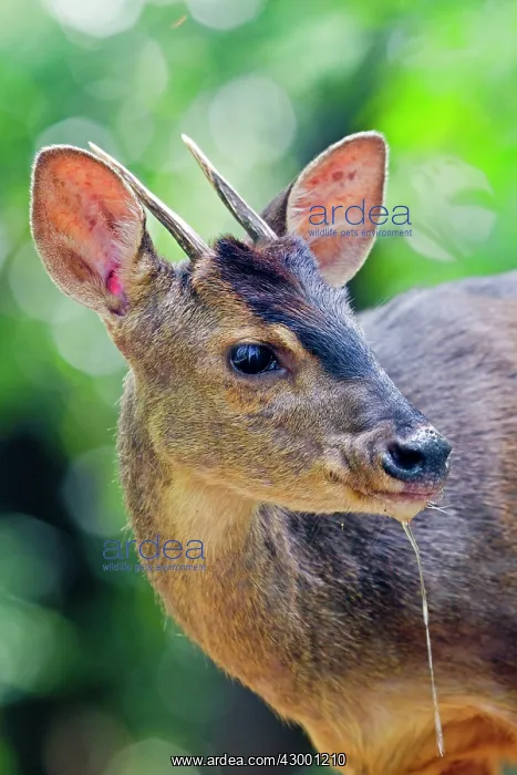 : Grey Brocket Deer : Grey Brocket Deer