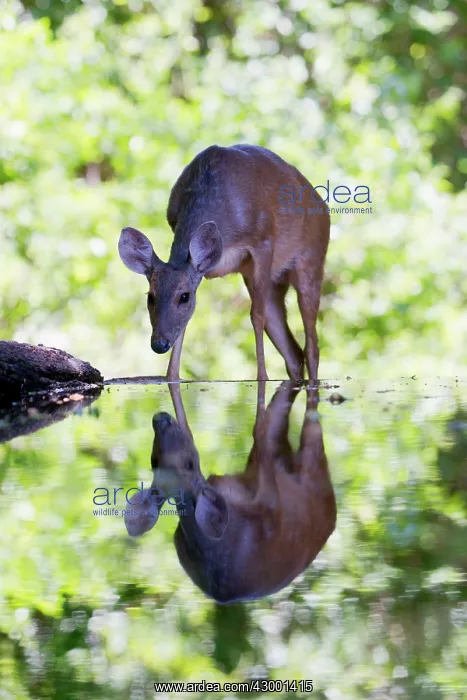 : Grey Brocket Deer : Grey Brocket Deer