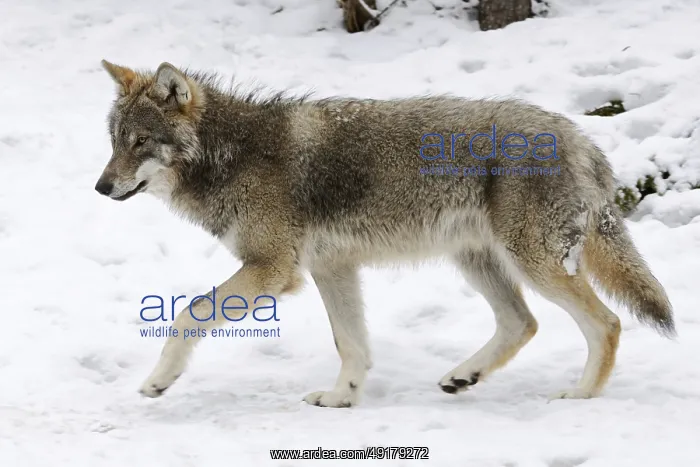 : Grey-brown... European gray wolf (Canis l) : Grey-brown... European gray wolf (Canis l)