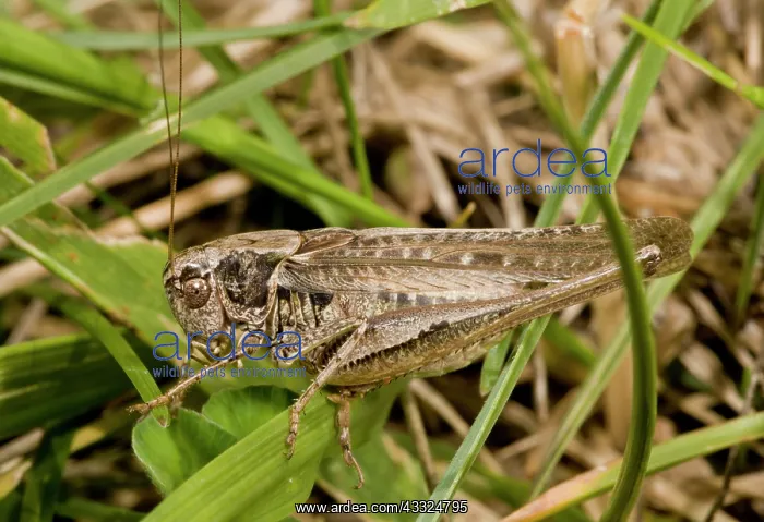 : Grey Bush-cricket - male - rare coastal species in the UK : Grey Bush-cricket - male - rare coastal species in the UK