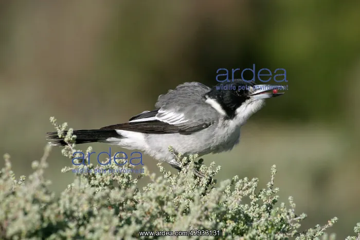 : Grey Butcherbird : Grey Butcherbird