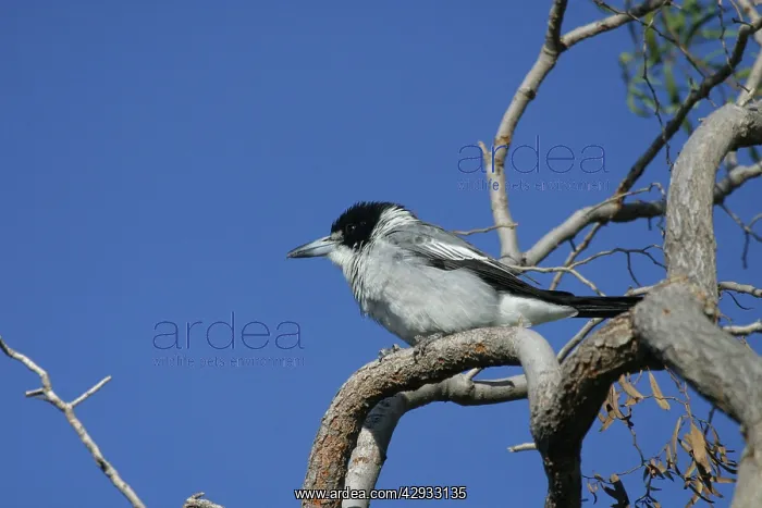 : Grey Butcherbird : Grey Butcherbird