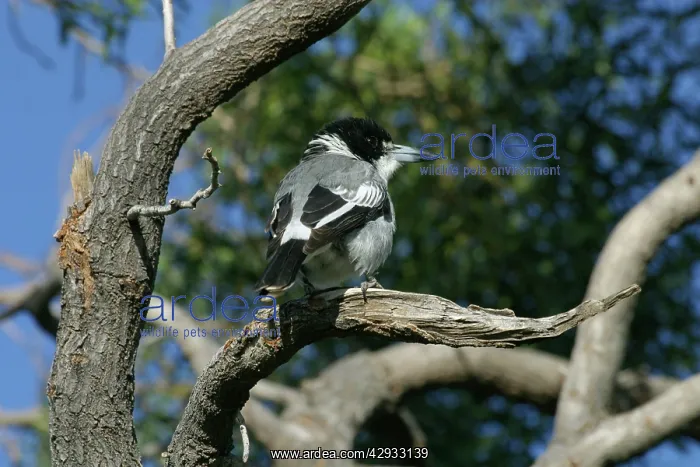 : Grey Butcherbird : Grey Butcherbird