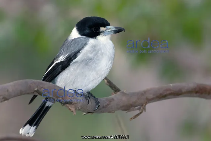 : Grey Butcherbird : Grey Butcherbird