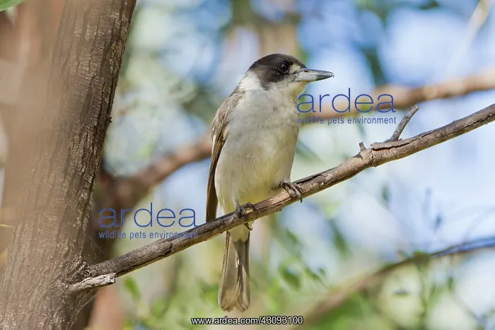 : Grey Butcherbird : Grey Butcherbird