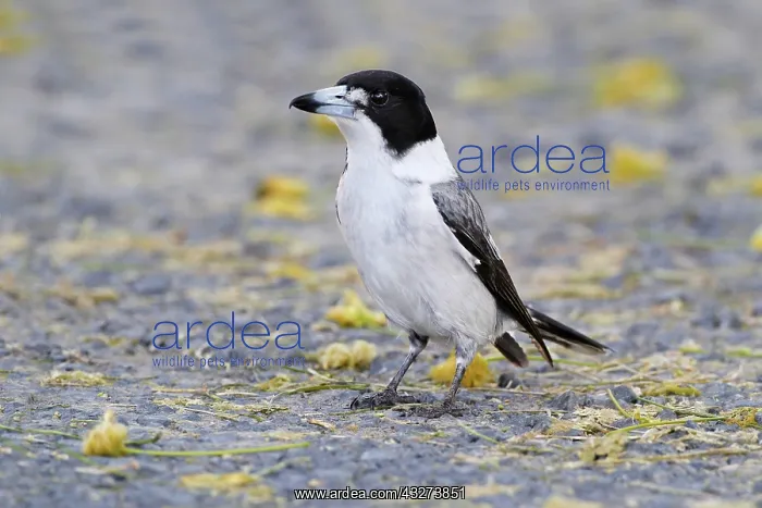 : Grey Butcherbird (Cracticus torquatus) adult male : Grey Butcherbird (Cracticus torquatus) adult male