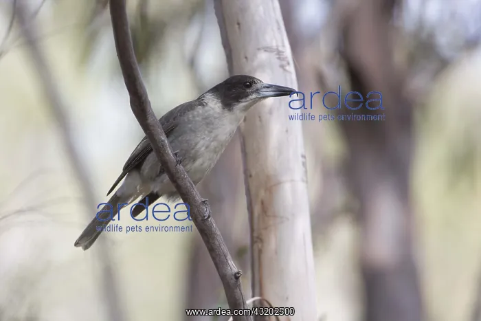 : Grey Butcherbird - At Peter Murrell Reserve near : Grey Butcherbird - At Peter Murrell Reserve near