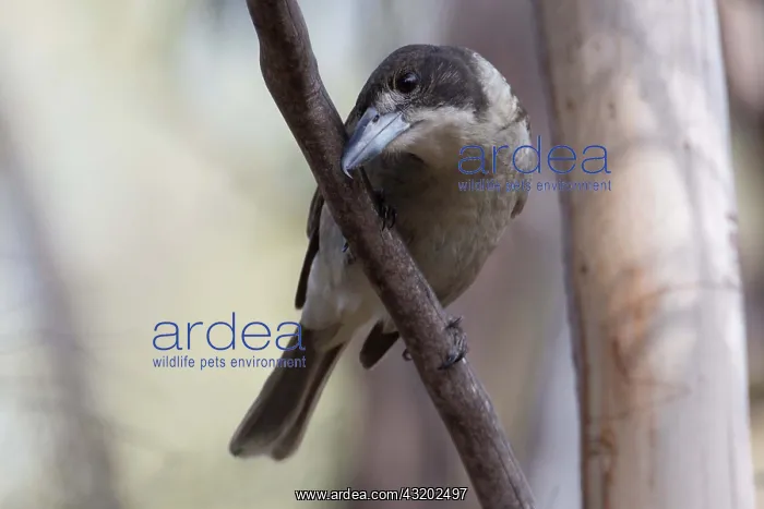 : Grey Butcherbird - Wiping its beak on a branch - : Grey Butcherbird - Wiping its beak on a branch -