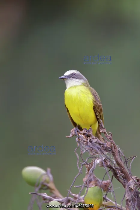 : Grey-capped Flycatcher Myiozetetes granadensis La Fortuna, C : Grey-capped Flycatcher Myiozetetes granadensis La Fortuna, C
