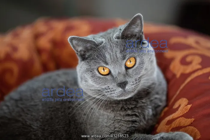 : Grey Carthusian cat with yellow eyes in its basket : Grey Carthusian cat with yellow eyes in its basket