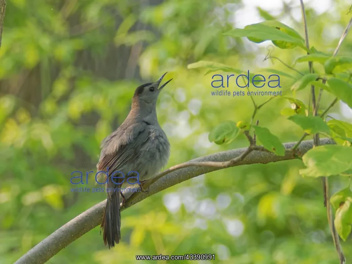 : Grey Cat Bird - singing Dumetella carolinensis Magee : Grey Cat Bird - singing Dumetella carolinensis Magee