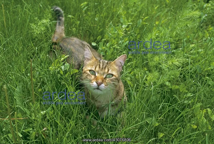 : Grey Cat with green eyes in grass : Grey Cat with green eyes in grass