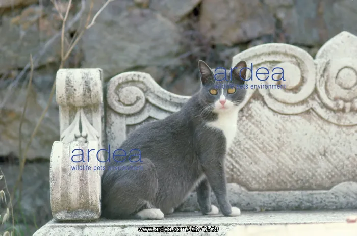  : Grey Cat - in Italy