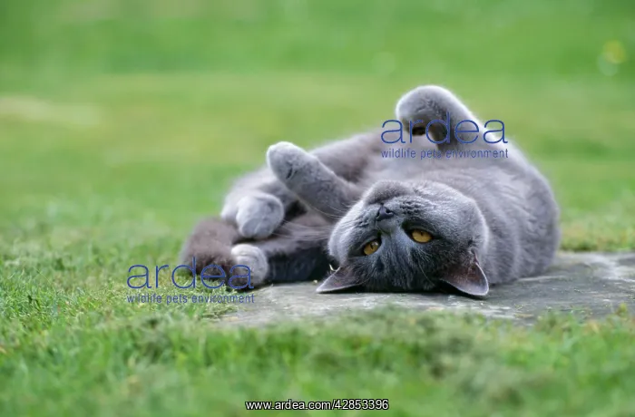 : GREY CAT - LYING ON BACK : GREY CAT - LYING ON BACK