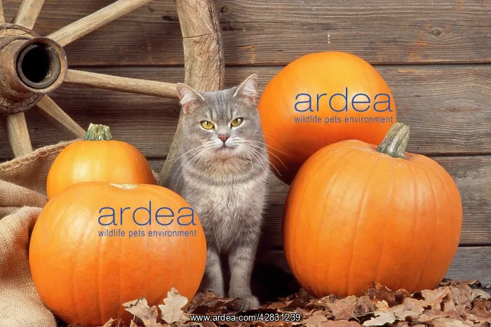  : GREY CAT - WITH PUMPKINS