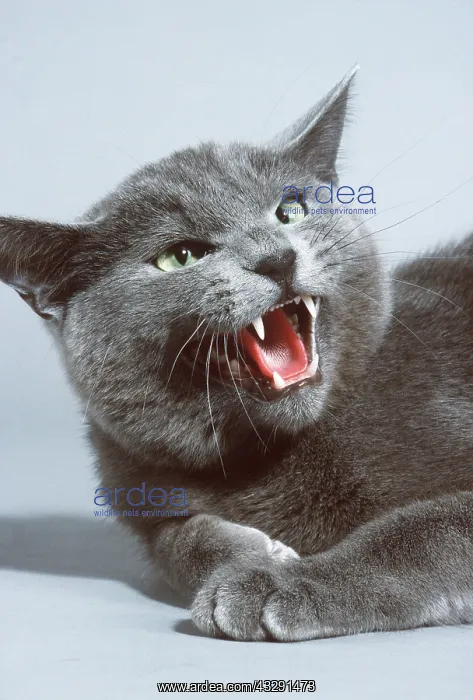  : Grey CAT - snarling