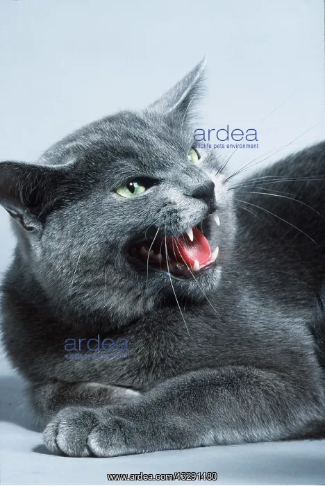 : GREY CAT - Snarling, aggressive : GREY CAT - Snarling, aggressive